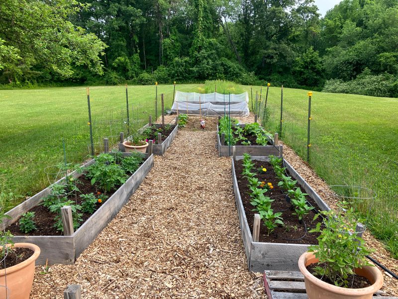 Improper Watering Techniques