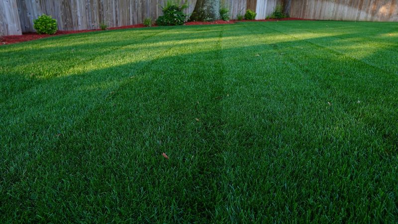 Improper Lawn Care Timing