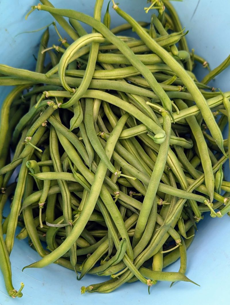 Harvesting Too Late