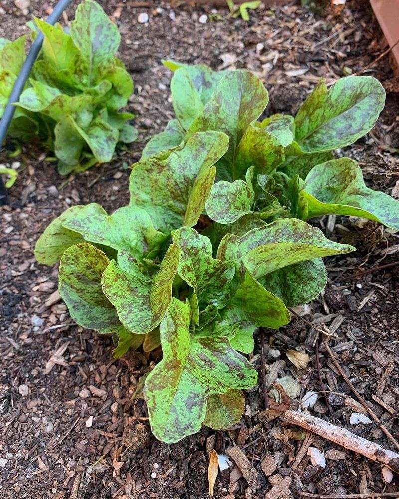 Forgetting Fall Vegetable Planting