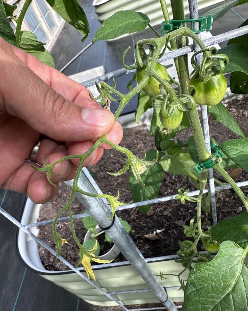 Using the Wrong Fertilizer