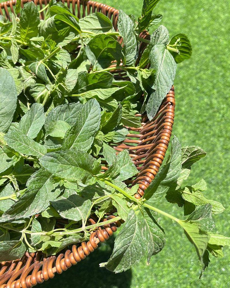 Excessive Harvest Management