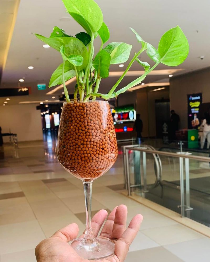 Pothos Cuttings