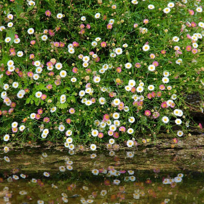 Manzanita: Last Stand Of Seaside Daisies