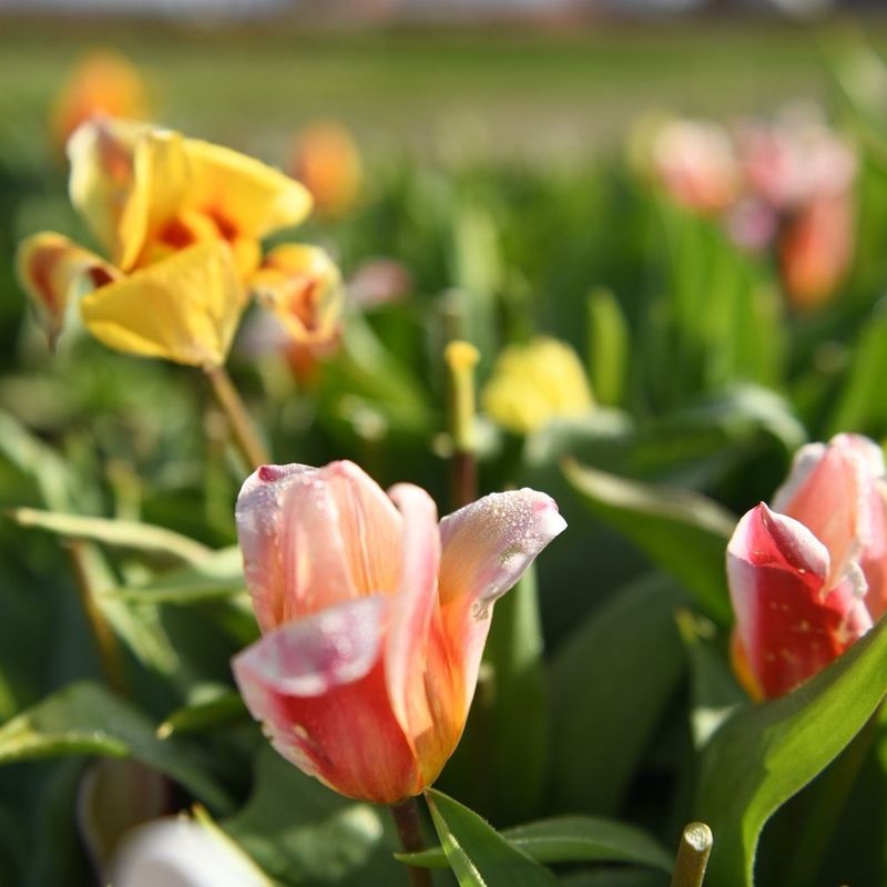 Ferndale's Victorian Tulip Wonderland