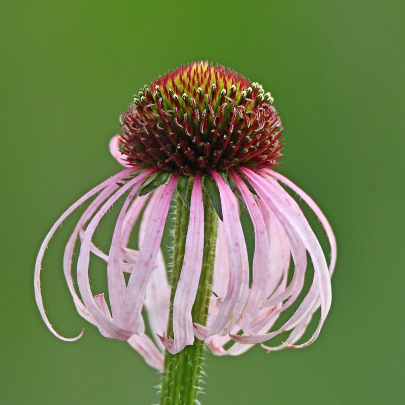 Pale Purple Coneflower
