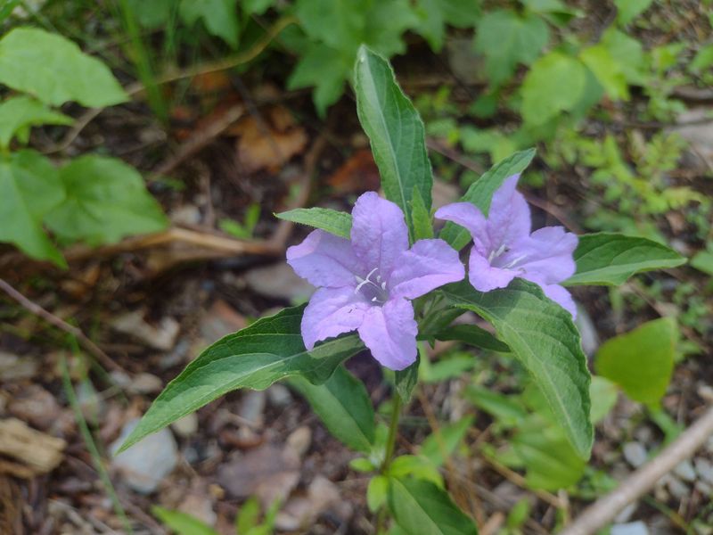 Carolina Wild Petunia