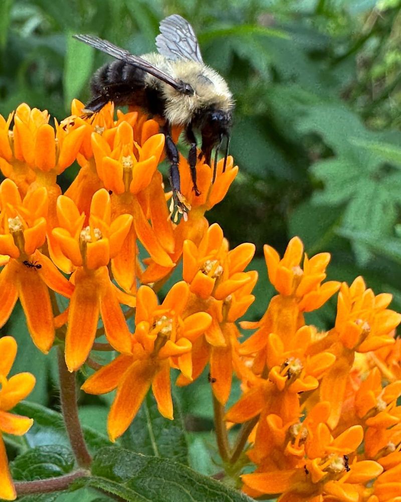 Butterfly Weed