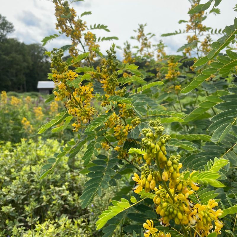 Wild Senna's Sunny Disposition