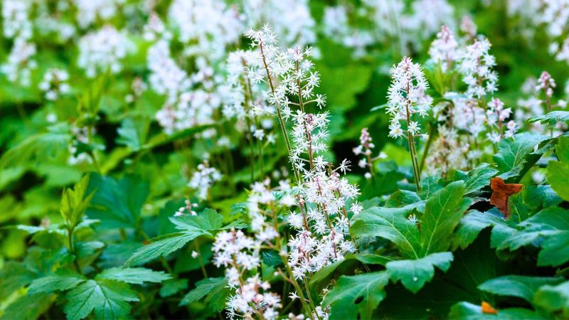 Foam Flower: Delicate Woodland Gem For Shade Gardens
