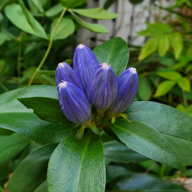 Bottle Gentian