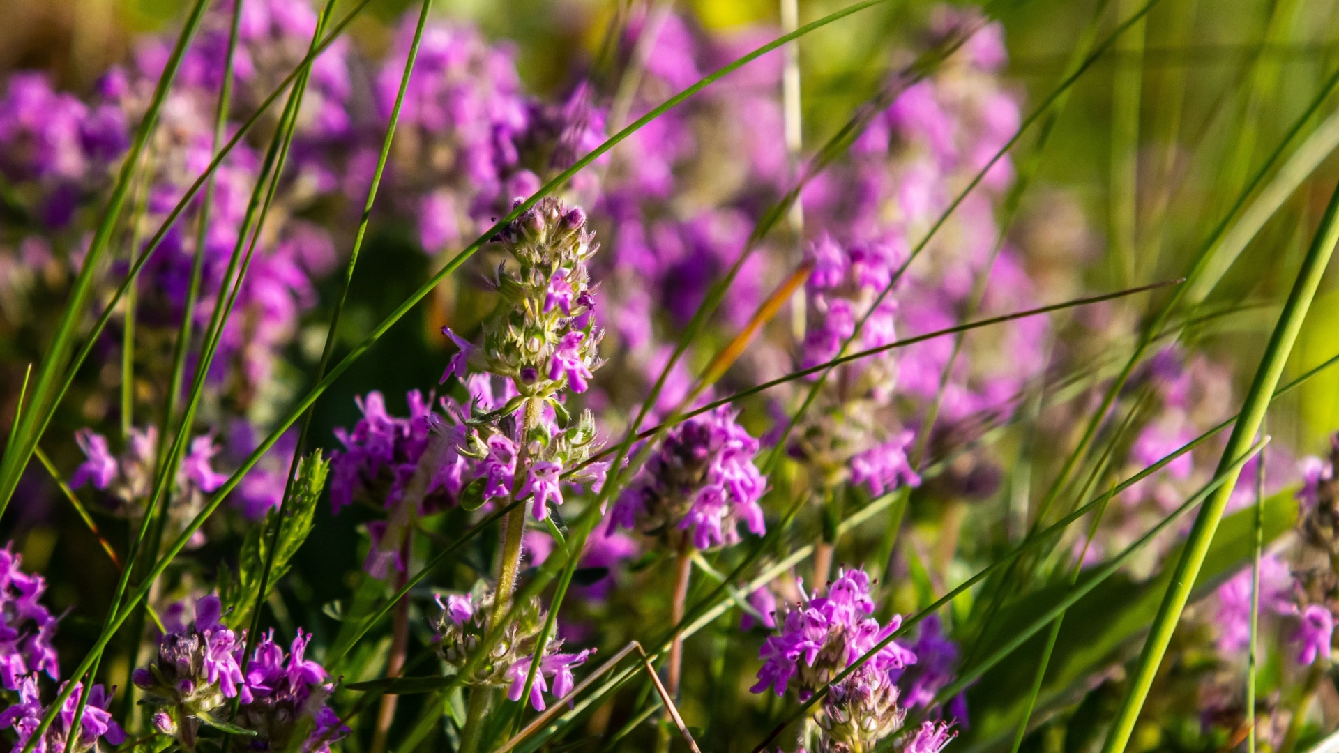 New Hampshire Gardeners Are Swapping Lawns For These Walkable Plants