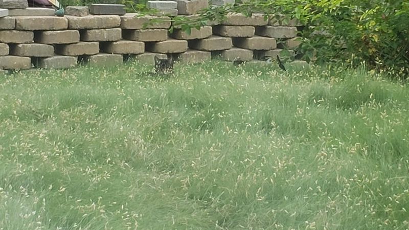 Buffalograss Creates Natural Lawn Alternatives
