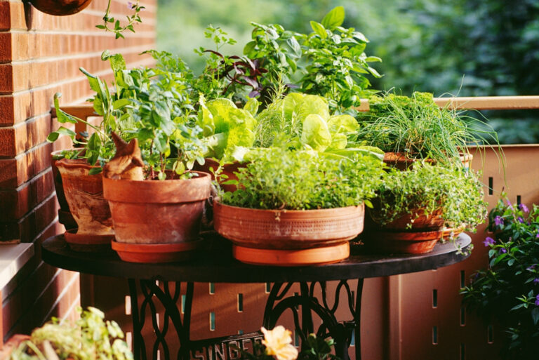 Urban Balcony garden (featured image)