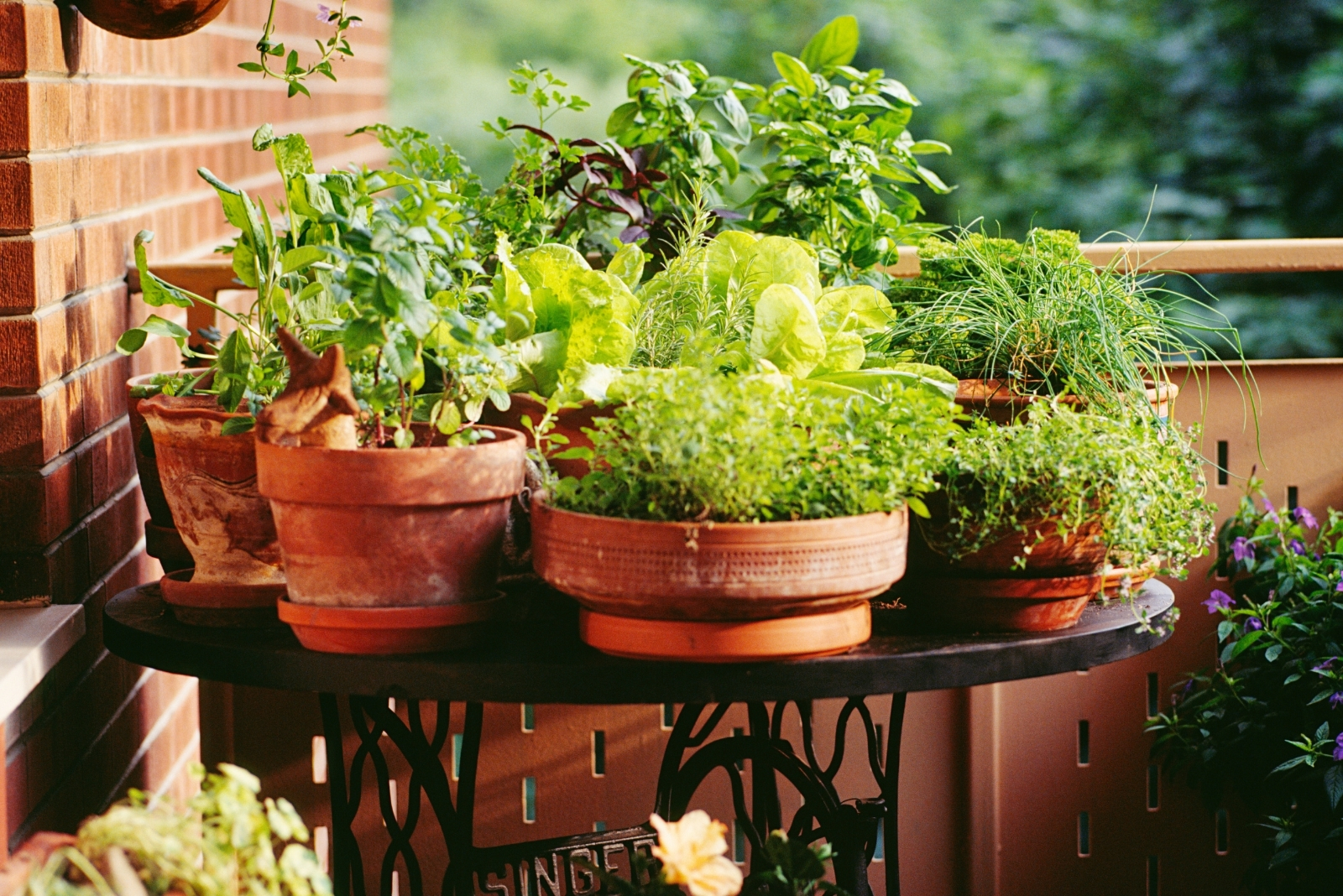 New York Balcony Gardening On A Budget With Containers And Herbs