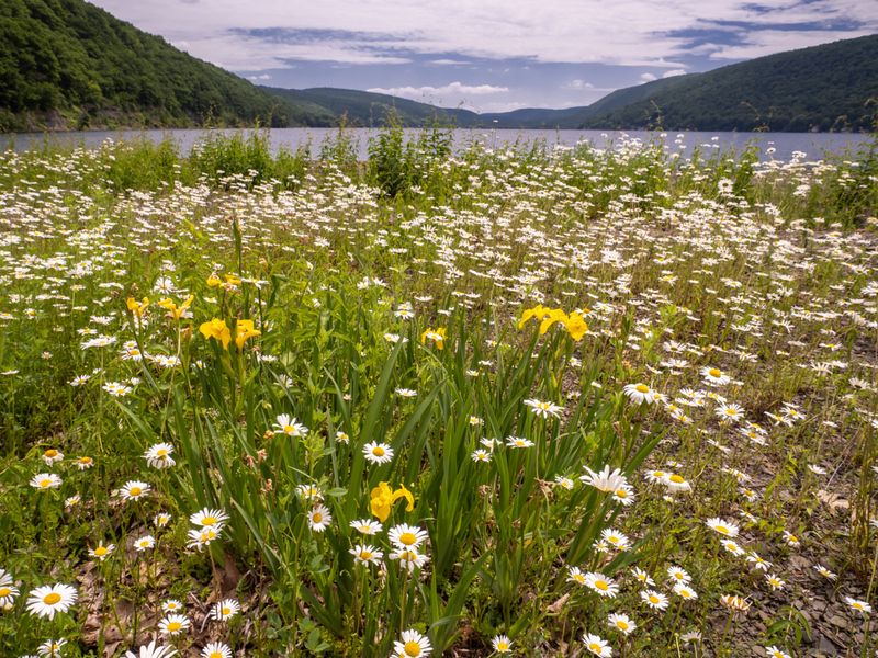 Aurora's Lakeside Blooms