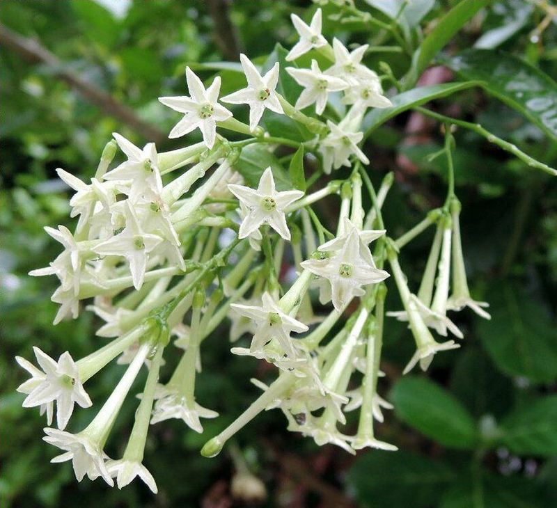 Night-Blooming Jasmine: Intoxicating Evening Perfume