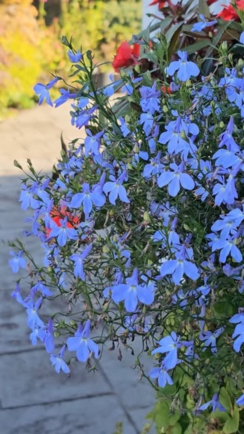 Annual Lobelia