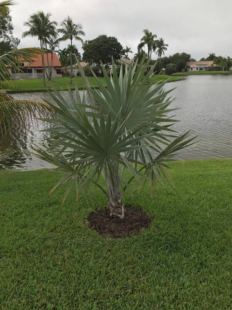 Silver Bismarckia Palm Groves