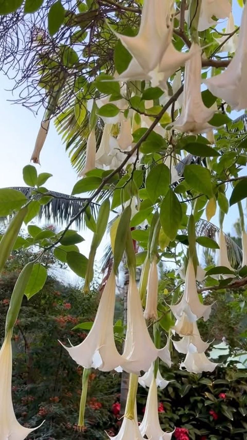 Angel's Trumpet: Dangling Bell Blossoms