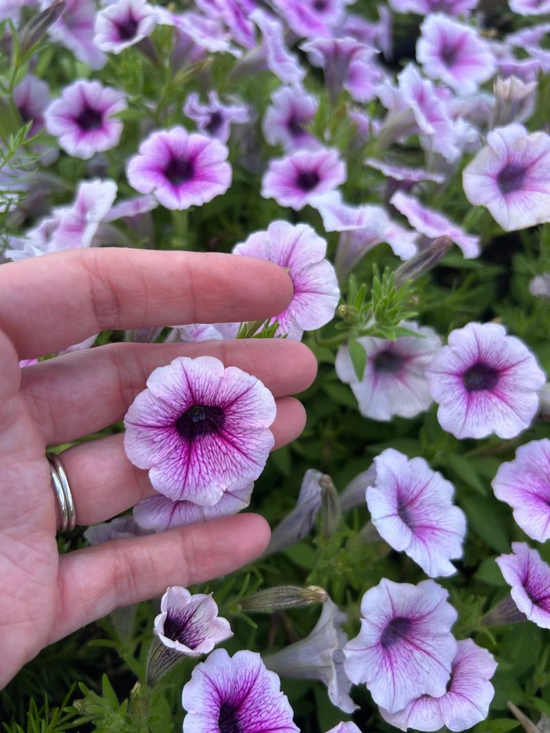 Wave Blue Petunia