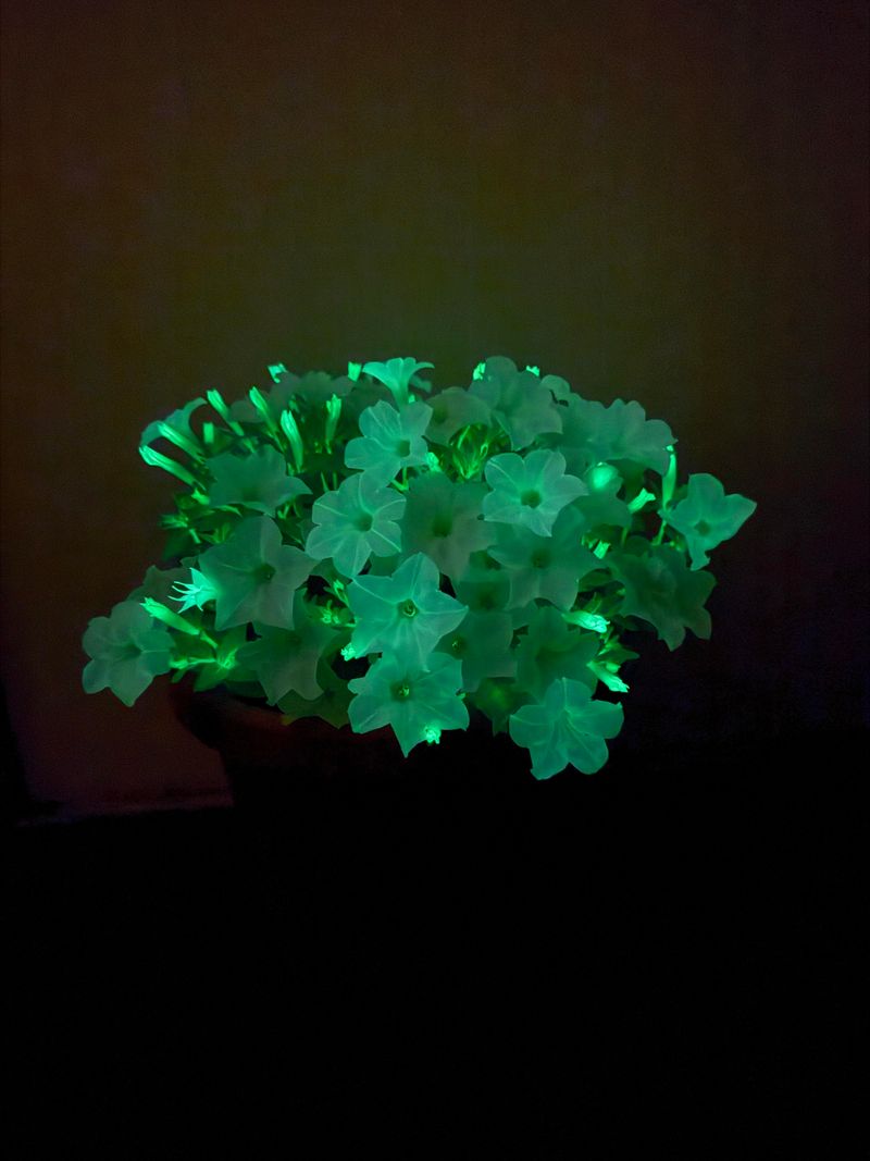 Aurora Borealis