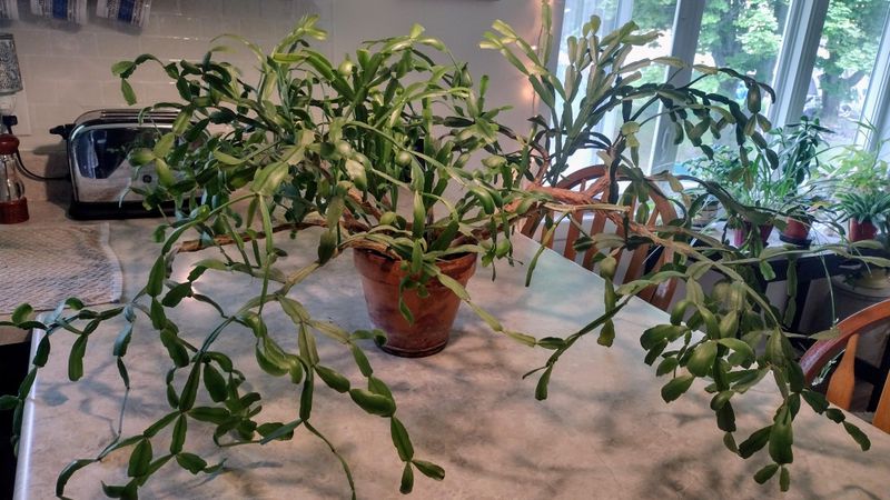 Strategic Pruning Session