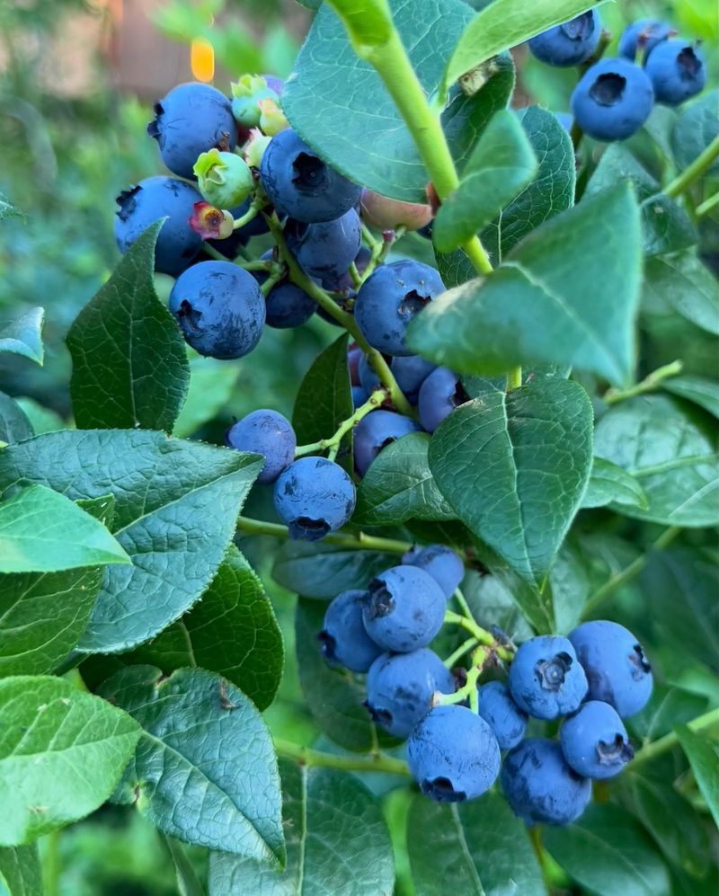 Blueberry