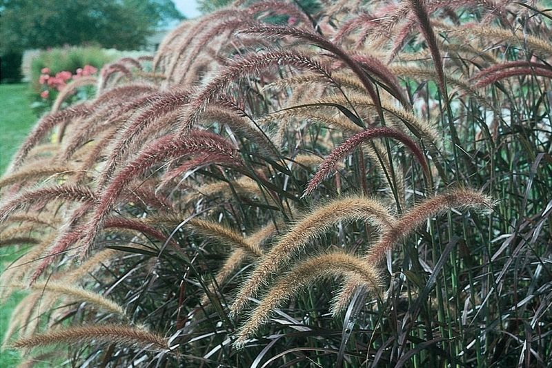 Purple Fountain Grass