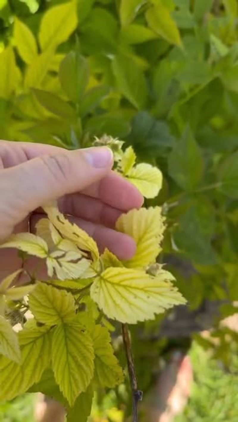 Iron Chlorosis Problems