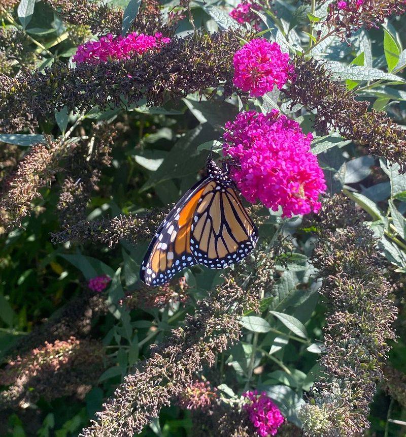 Butterflies Find Urban Sanctuary