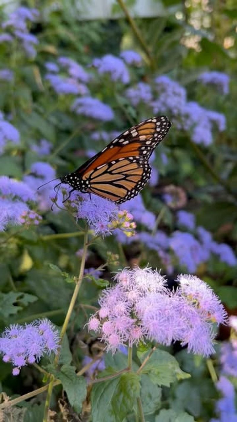 Blue Mistflower (Conoclinium coelestinum)