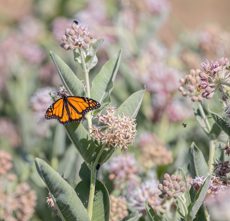 Showy Milkweed