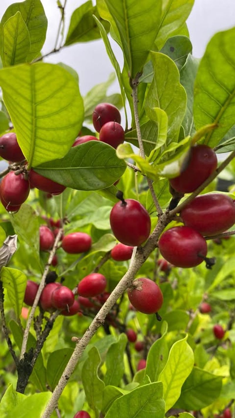 Miracle Fruit
