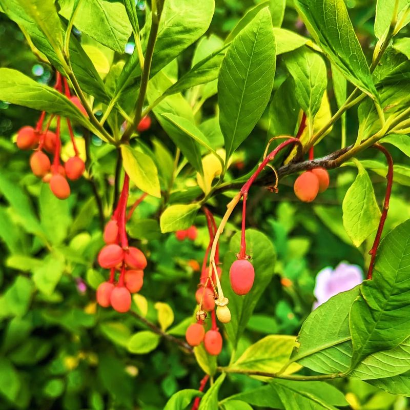 Indian Plum (Oemleria cerasiformis)