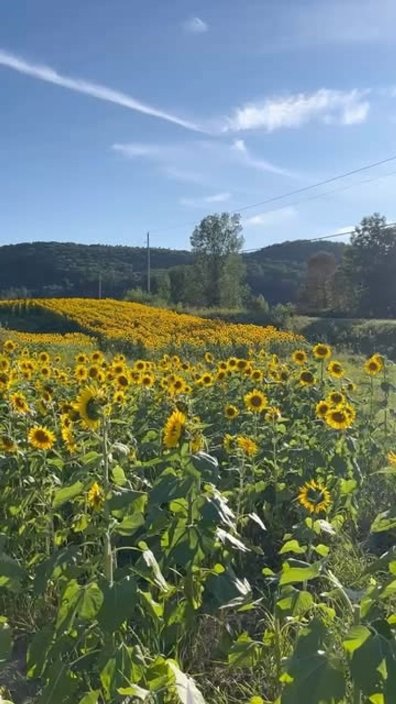Black Oil Sunflowers