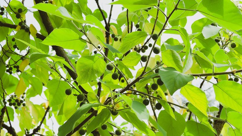 Hackberry Headaches
