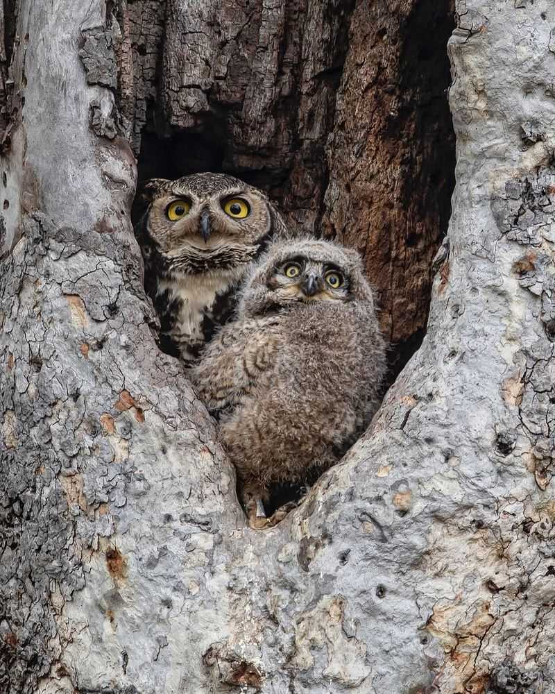 Great Horned Owl