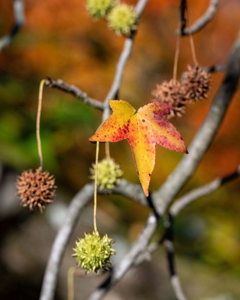 Sweet Gum Suffocation