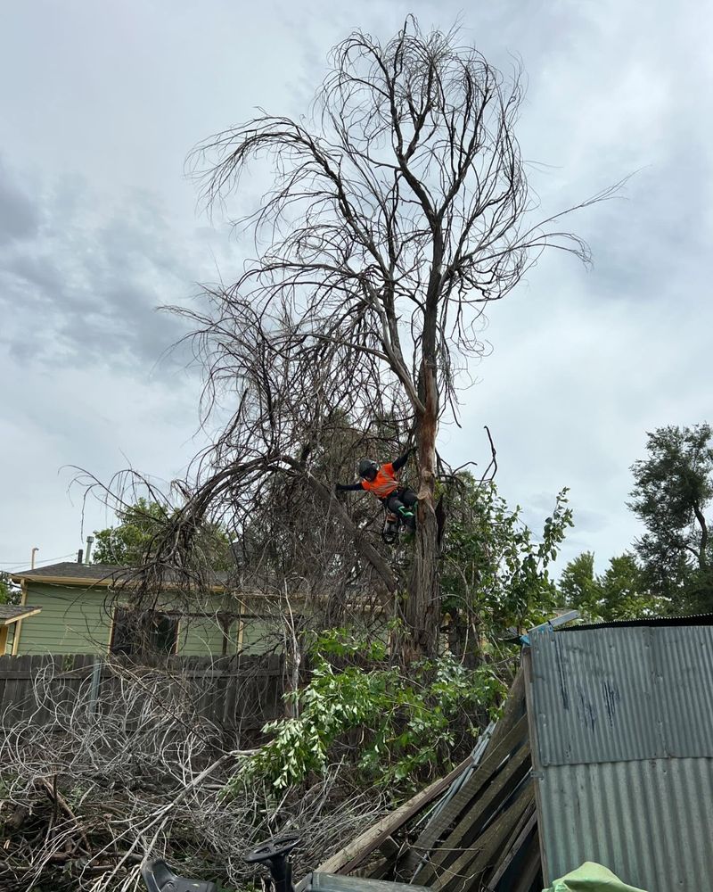 Siberian Elm