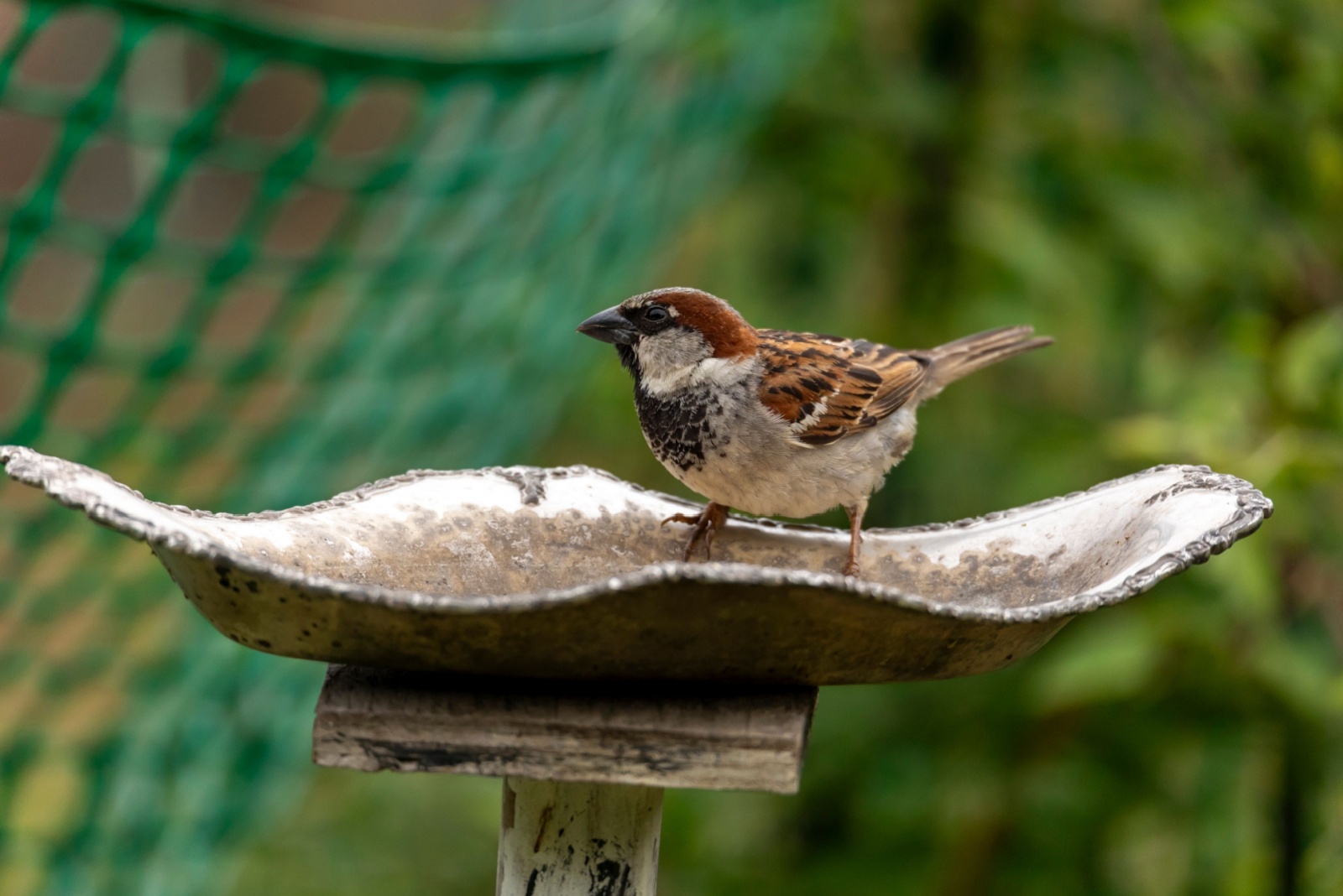 Nostalgic Perennial And Vintage Birdbath Ideas Boston Front Yards Could Feature