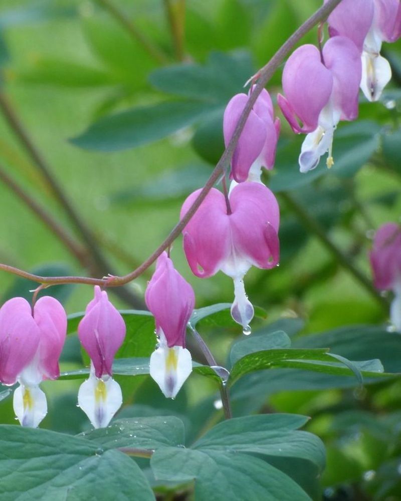 Pedestal Birdbath Surrounded By Bleeding Hearts