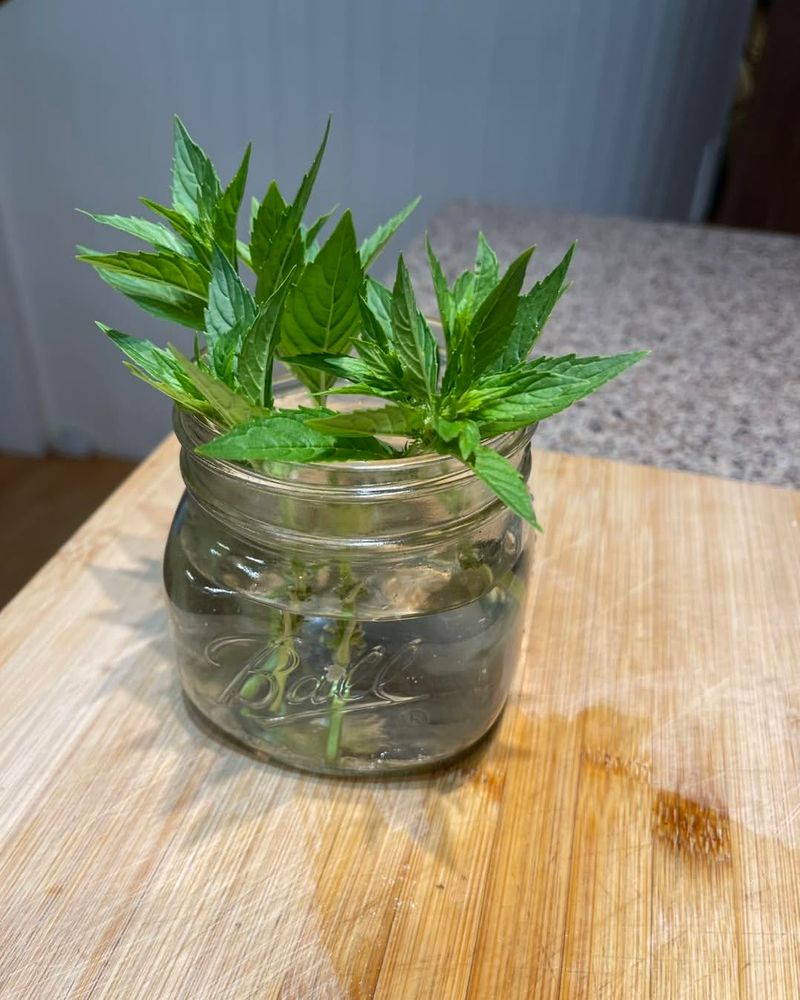 Wild Herb Propagation