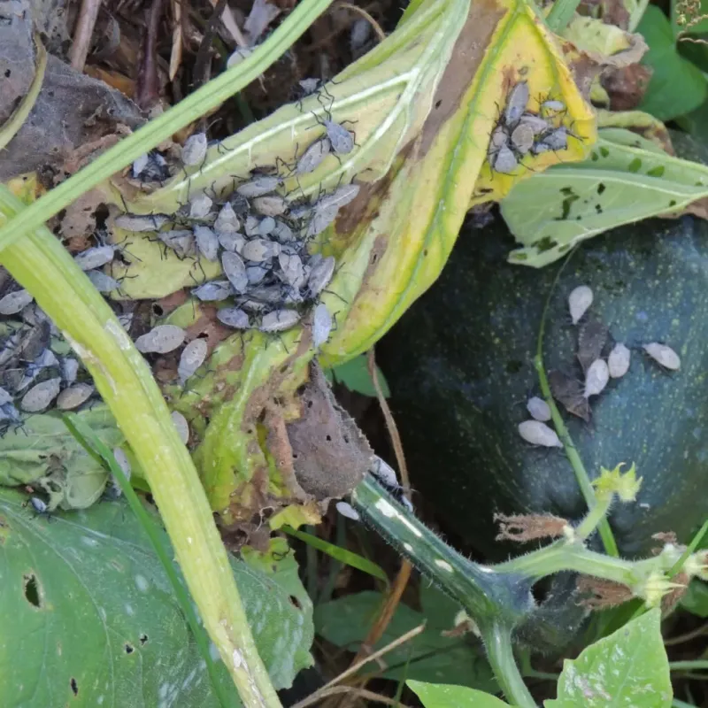 Squash Bug Invasions
