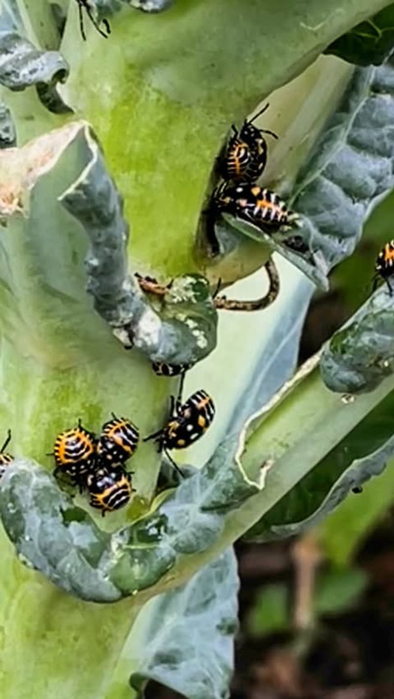 Cucumber Beetles
