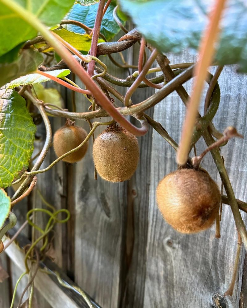 Nutritious Kiwi