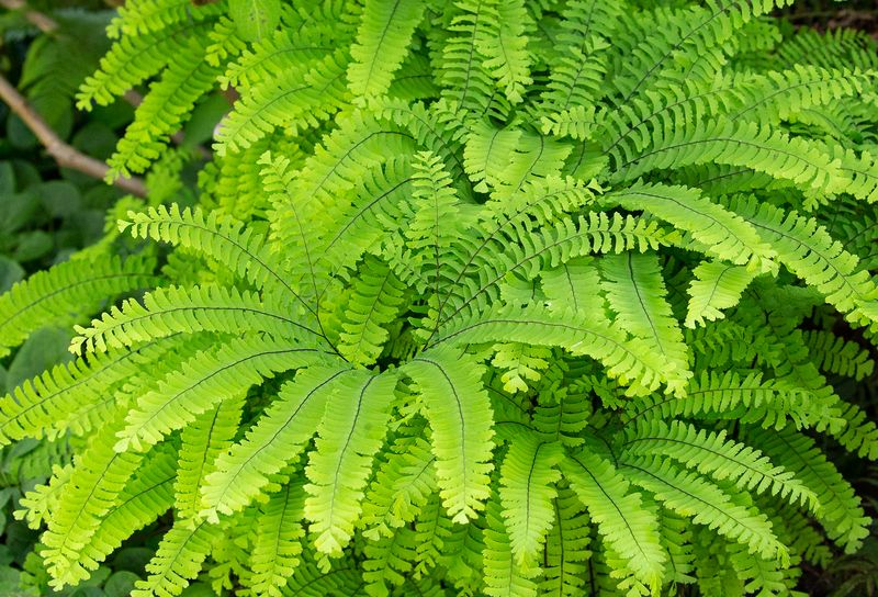 Western Maidenhair Fern (Adiantum pedatum)