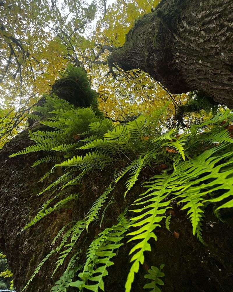 Licorice Fern (Polypodium glycyrrhiza)