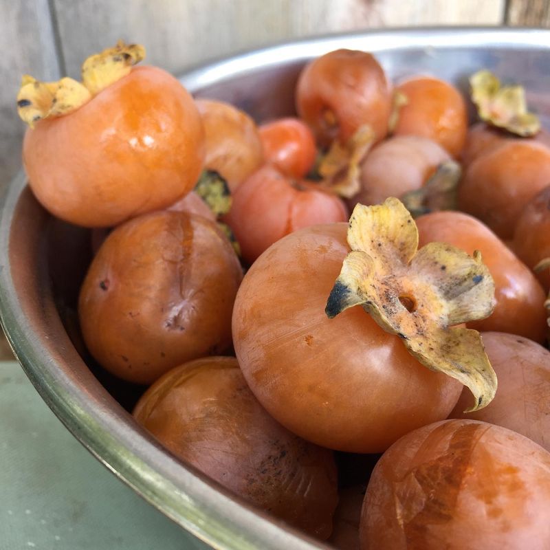 Persimmons for Late-Fall Foraging