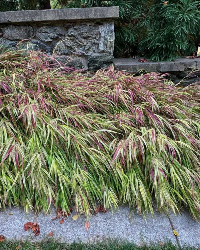 Japanese Forest Grass
